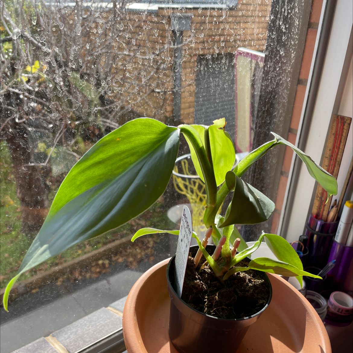 Philodendron Hastatum plant photo by @sphamx named Pamela on Greg, the plant care app.