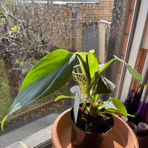 Philodendron Hastatum plant photo by @sphamx named Pamela on Greg, the plant care app.