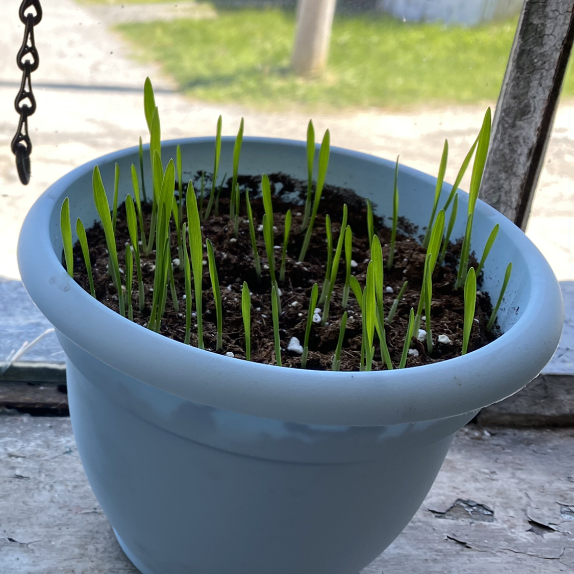 Potted wheatgrass with young green shoots growing in soil, placed near a window.