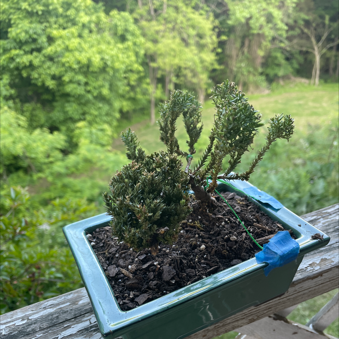 Potted Sargent Juniper plant with some browning branches in an outdoor setting.