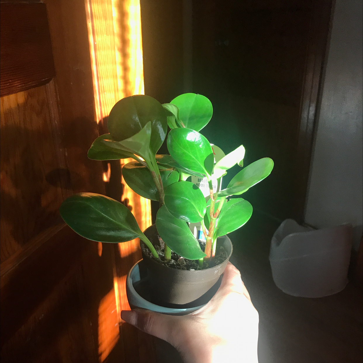 Baby Rubber Plant plant photo by @nloemi named Luna on Greg, the plant care app.