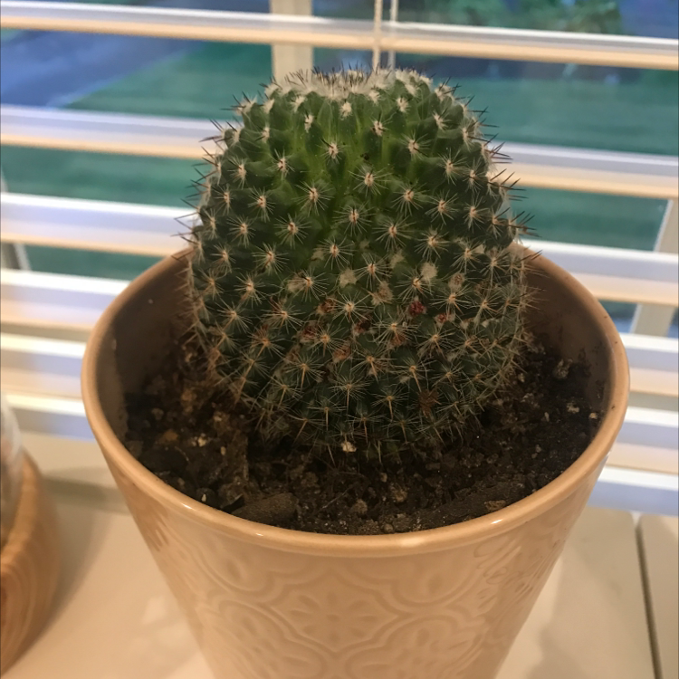 Old Lady Cactus plant photo by Naomi named Darwin on Greg, the plant care app.