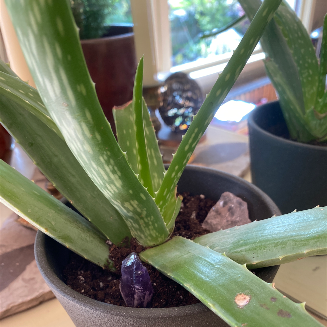 Aloe vera plant photo by @c_olleen named ally on Greg, the plant care app.
