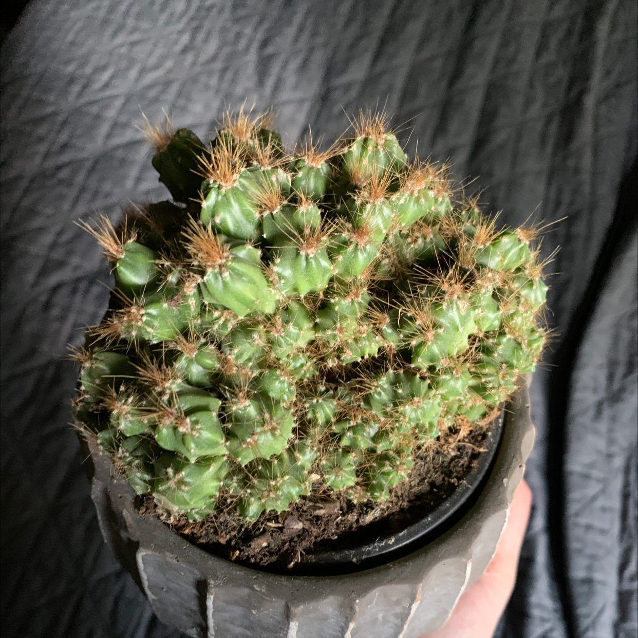 A healthy Orange Crown Cactus with green segments and spines in a pot.