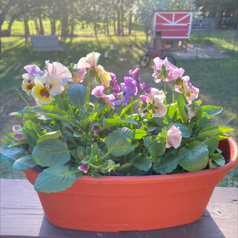 Potted Wild Pansy plant with vibrant flowers in a red container.