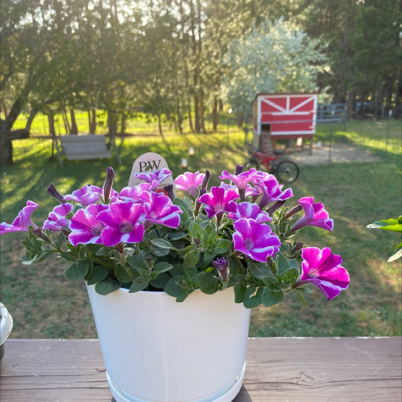 How and When Should I Cut Back My Balsam?