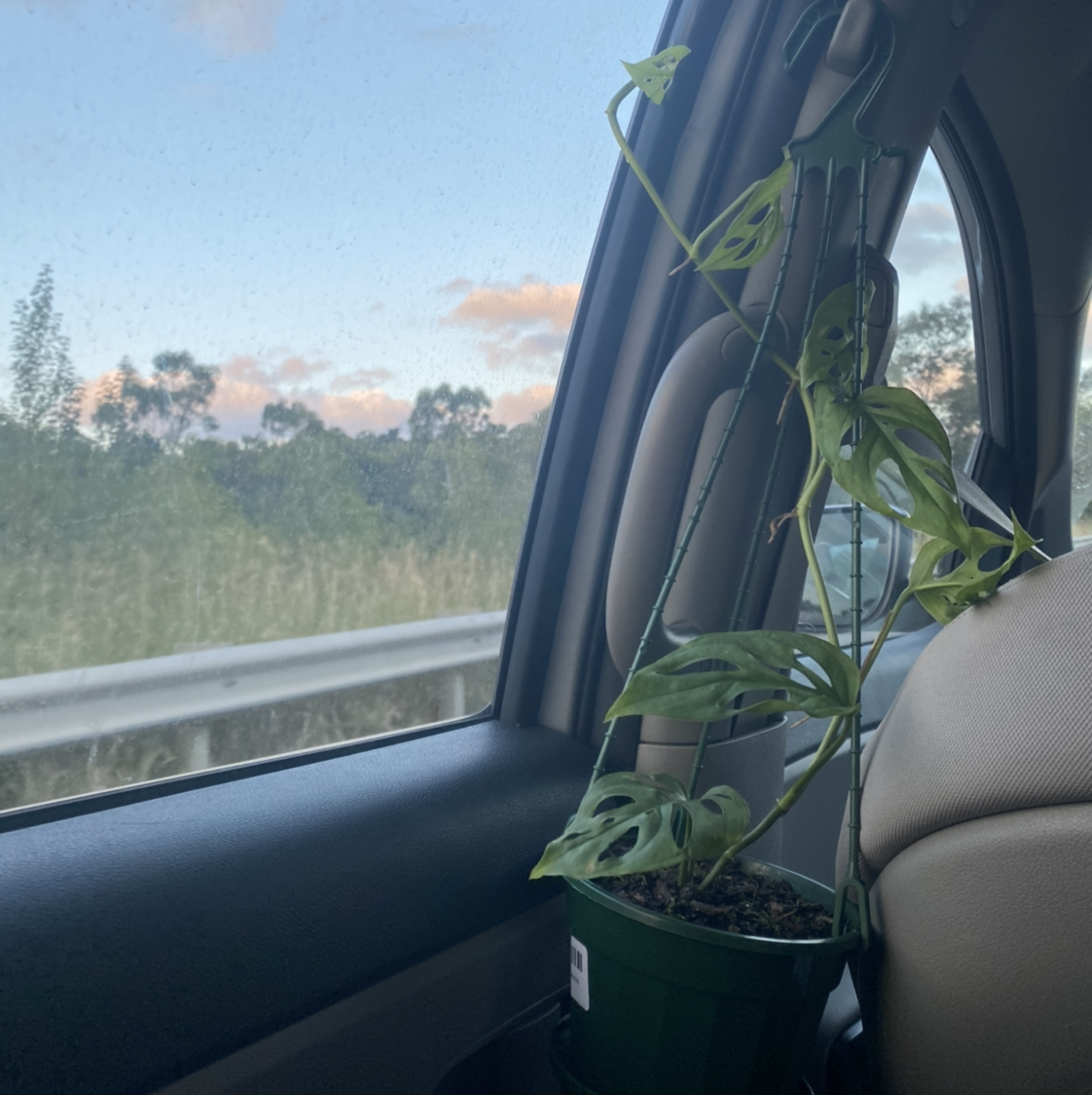 Monstera adansonii 'Laniata' plant photo by @ebstahhh named Aria on Greg, the plant care app.