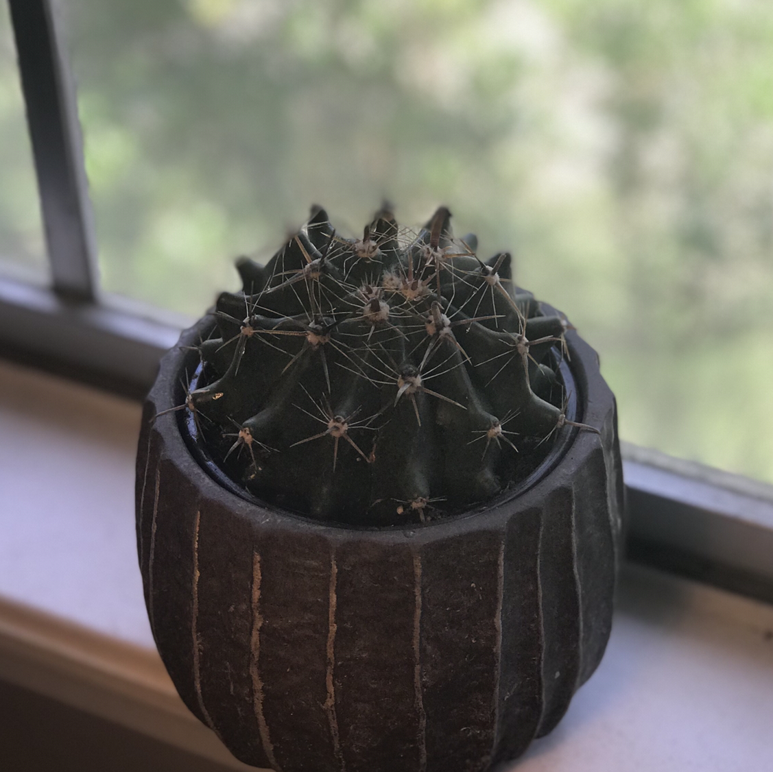 Golden Barrel Cactus plant photo by Mila named Concha on Greg, the plant care app.