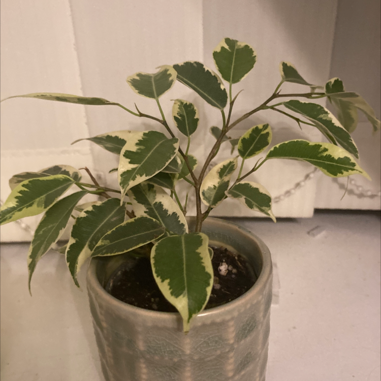 Photo of the plant species weeping fig by @Quonkle named Berryl on Greg, the plant care app