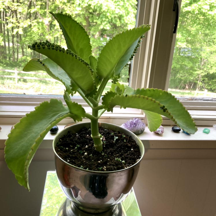 Healthy Cathedral Bells plant with vibrant green leaves in a silver pot on a sunny windowsill.
