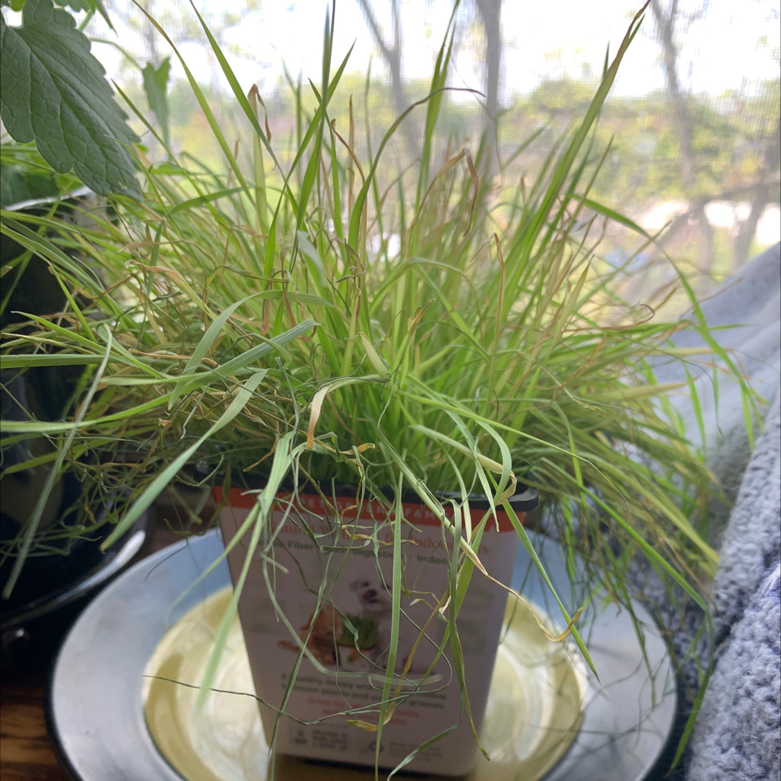 Photo of the plant species Zumula Cat Grass by Toaster named cat grass on Greg, the plant care app