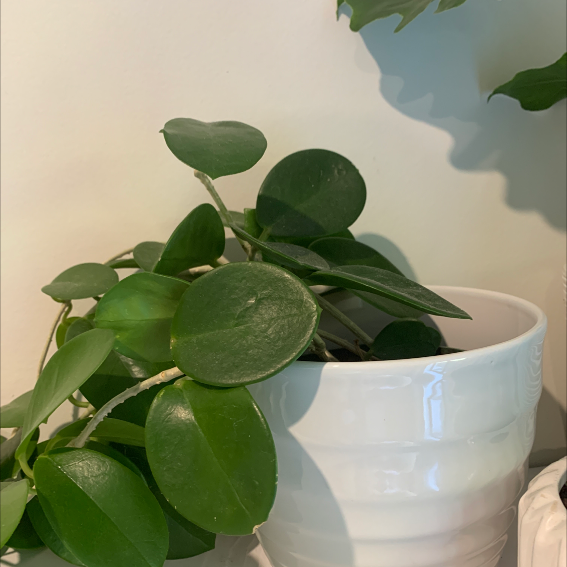 Hoya obovata plant in a white pot with healthy green leaves.