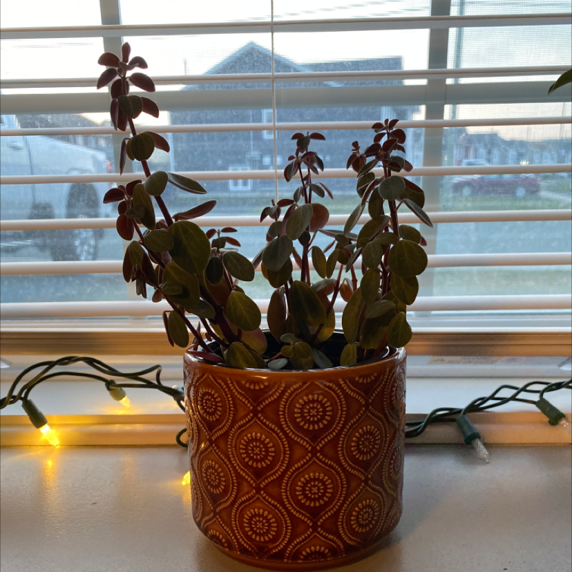 Peperomia Red Log plant in a decorative pot on a windowsill with blinds and outdoor scenery.