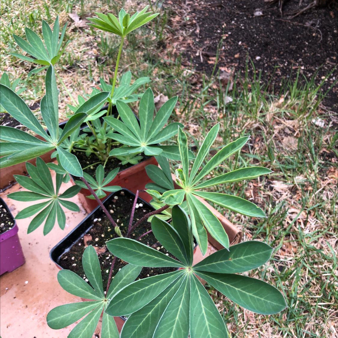 Big-Leaved Lupine plant with large, palmate leaves in a garden setting.