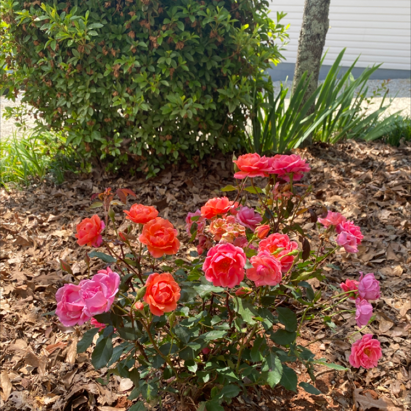 Photo of the plant species Camellia by Daelynn named Coral knock out rose on Greg, the plant care app