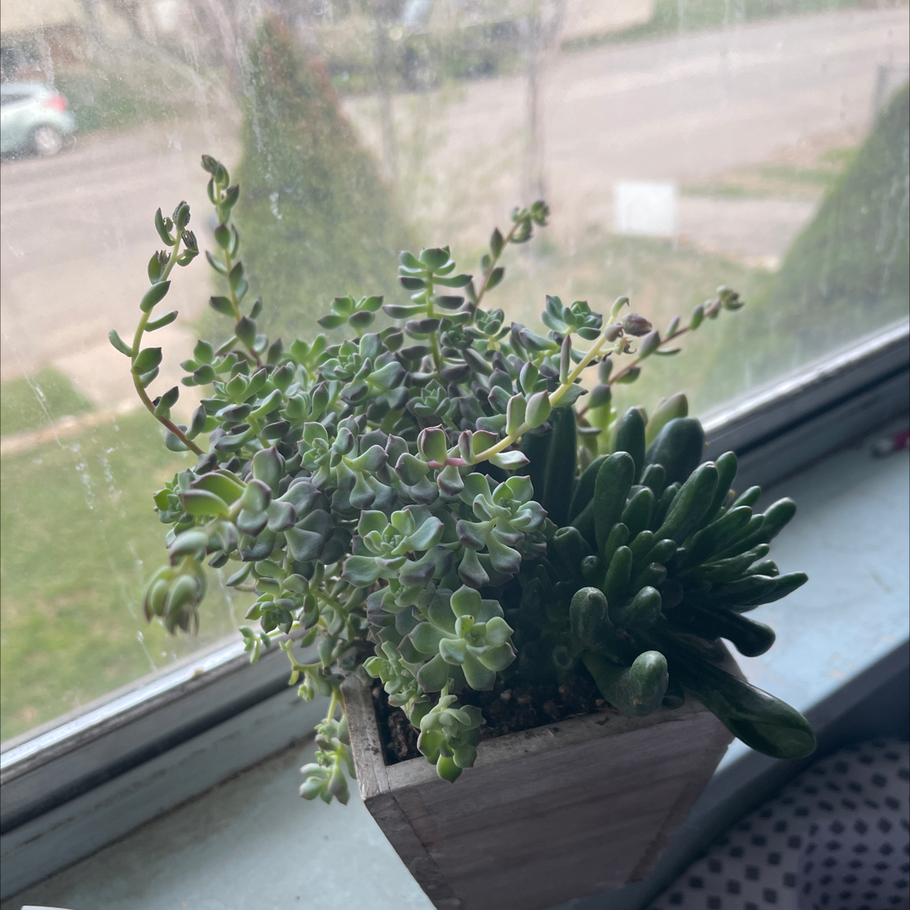 Deltoid-Leaved Dew Plant in a pot on a windowsill, healthy and well-framed.