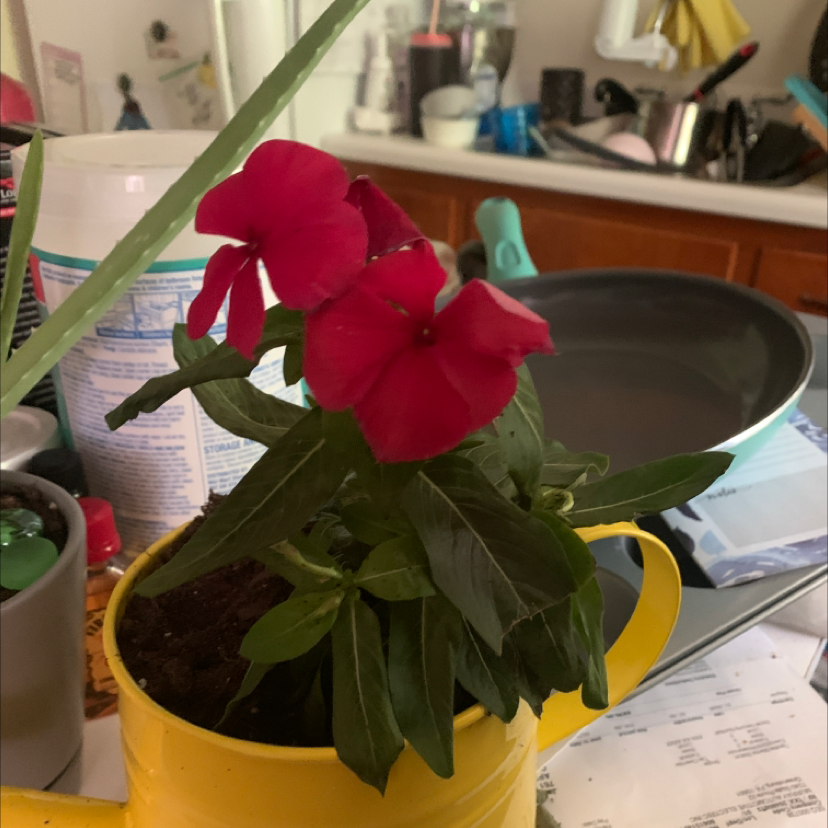 Bright Eyes plant with red flowers in a yellow pot on a kitchen counter.