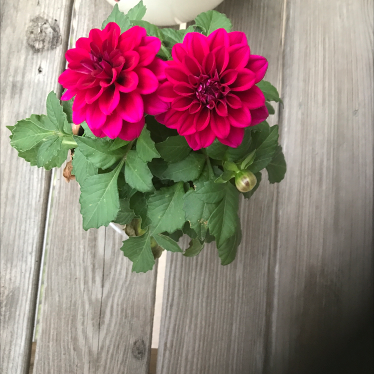 Garden Dahlia with vibrant pink flowers in full bloom, healthy green leaves.