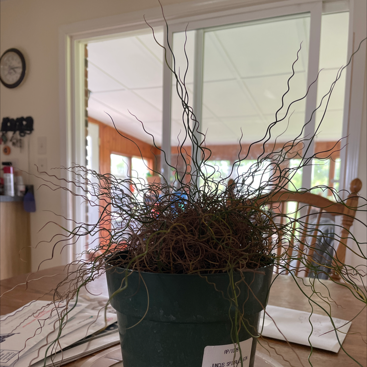 Potted Common Rush plant with curly stems indoors on a table.