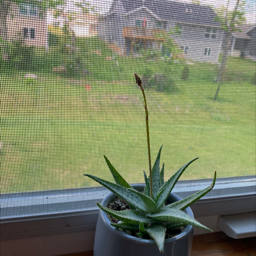 Haworthia Alba plant in a pot on a windowsill with a mesh screen background.