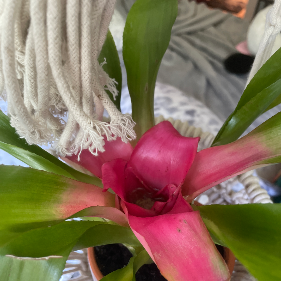 Close-up of a healthy pink and green Tillandsia flexuosa airplant with curly drooping leaves, mounted on a surface indoors.