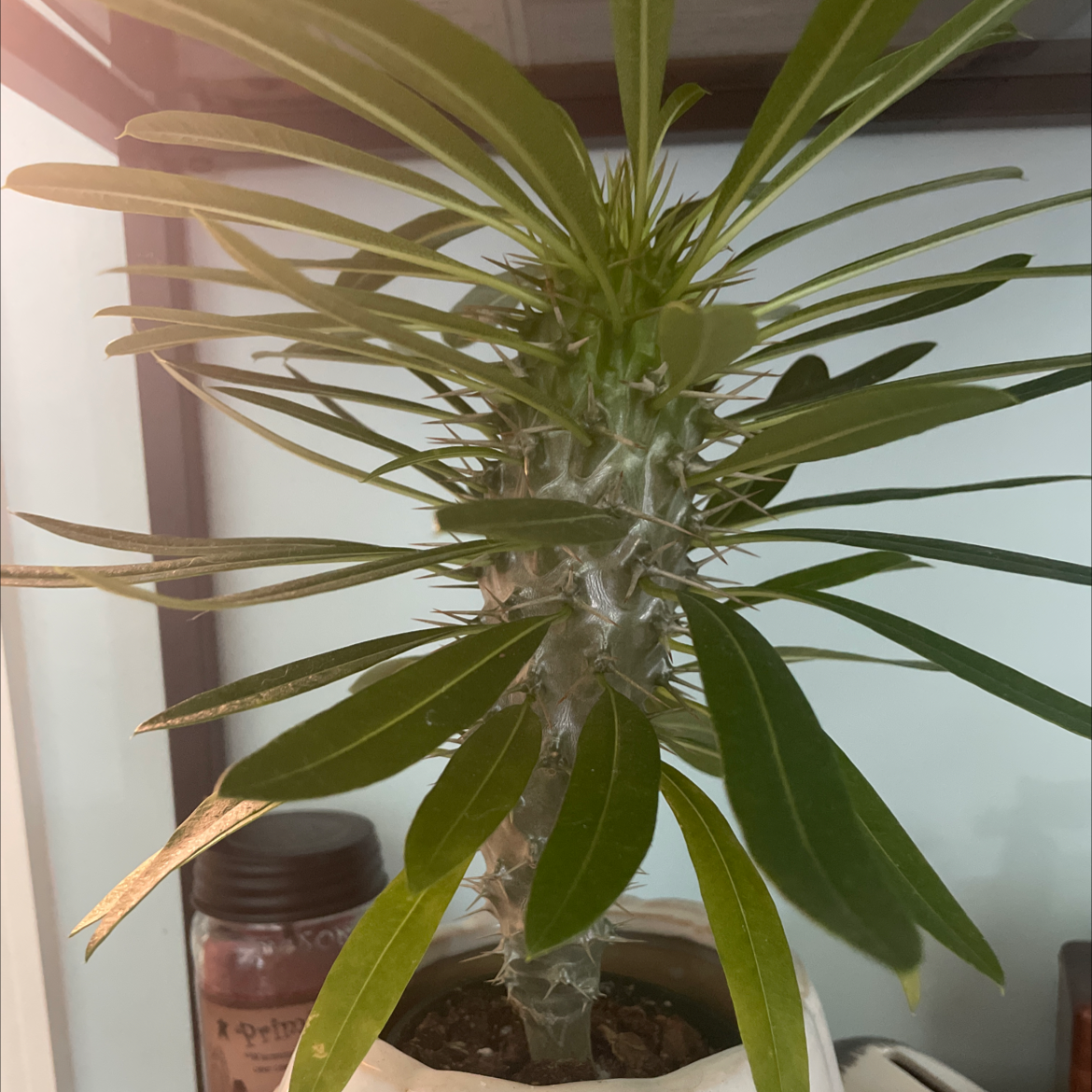 Madagascar Palm with healthy green leaves in a pot indoors.