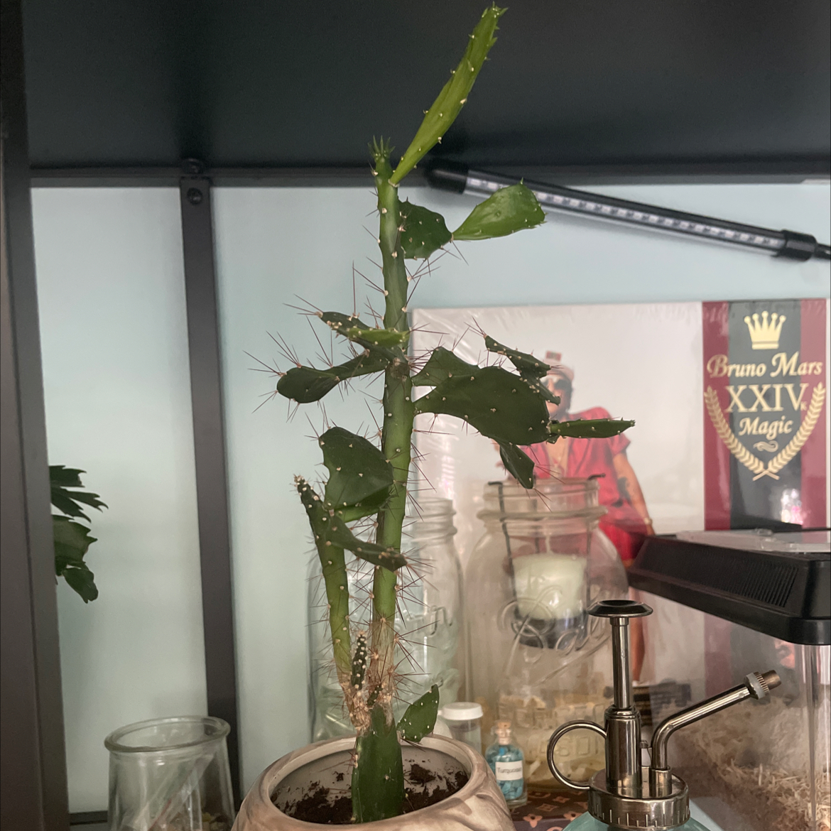 Brazilian Pricklypear plant in a pot with some yellowing and browning leaves, indoors.