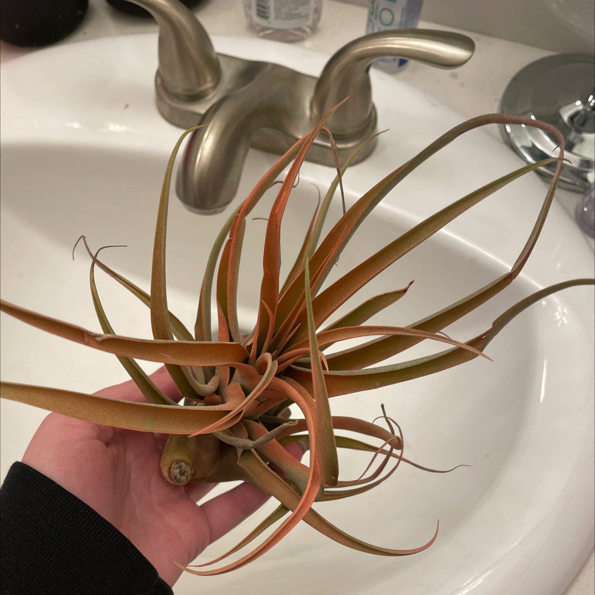 Medusa Head Air Plant being held over a sink, showing elongated, curling leaves with a reddish hue.