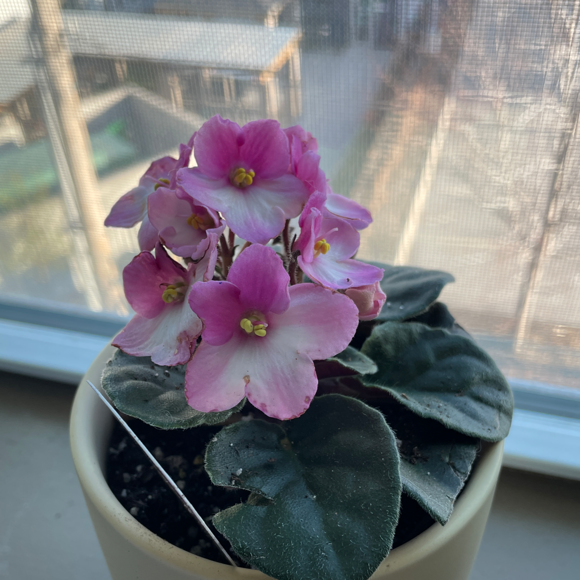 African Violet plant with pink flowers in a pot on a windowsill.