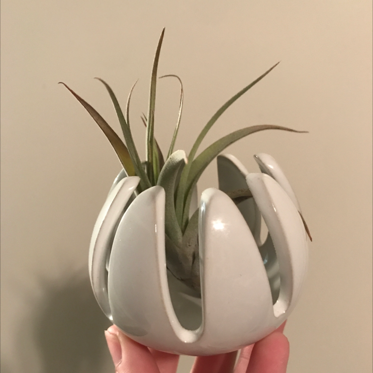 Photo of the plant species Fishbone Air Plant by Miranda named Helena on Greg, the plant care app