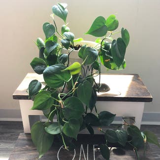 Heartleaf Philodendron plant in Columbus, Ohio