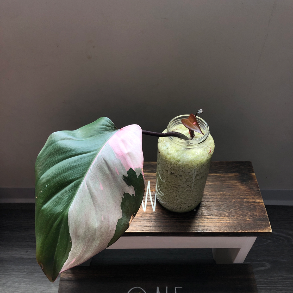 Photo of the plant species Pink Princess Philodendron by @Kaitlynburnham_ named Philodendron Pink Princess on Greg, the plant care app