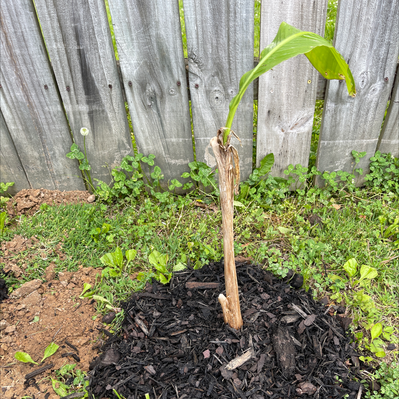 Young Dwarf Banana plant with a single green leaf and some dried leaves, surrounded by mulch in a garden.