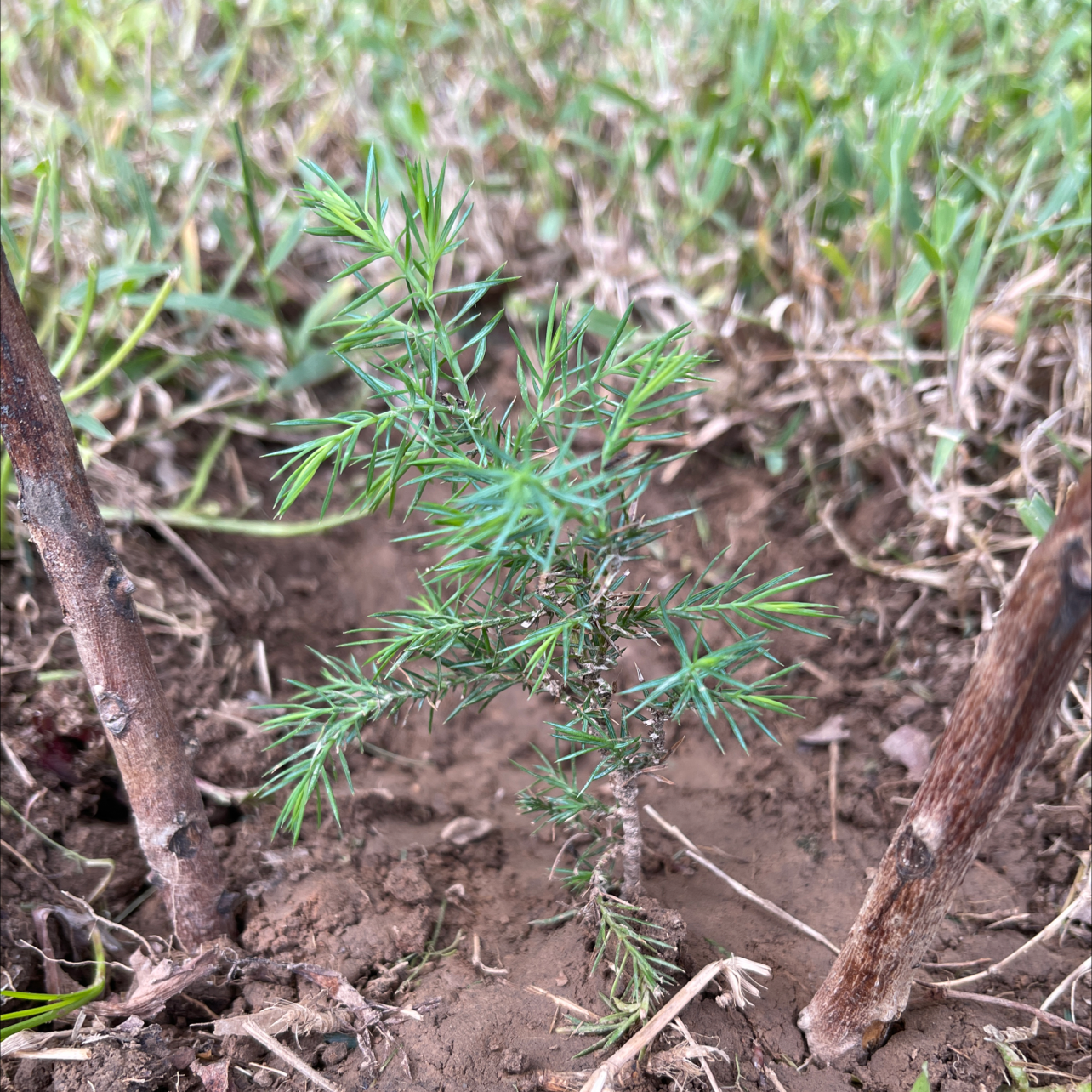Young American Juniper plant growing in soil, surrounded by sticks.