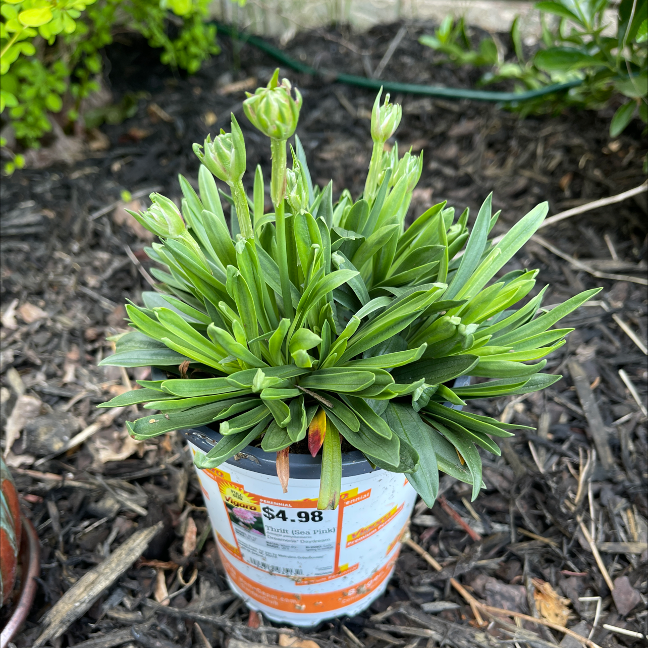 Photo of the plant species Great Thrift 'Ballerina Red' by @JessE named Daydream on Greg, the plant care app