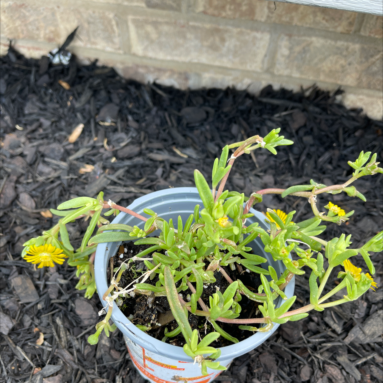 Photo of the plant species Hardy Yellow Ice Plant by @JessE named Wonder Woman on Greg, the plant care app