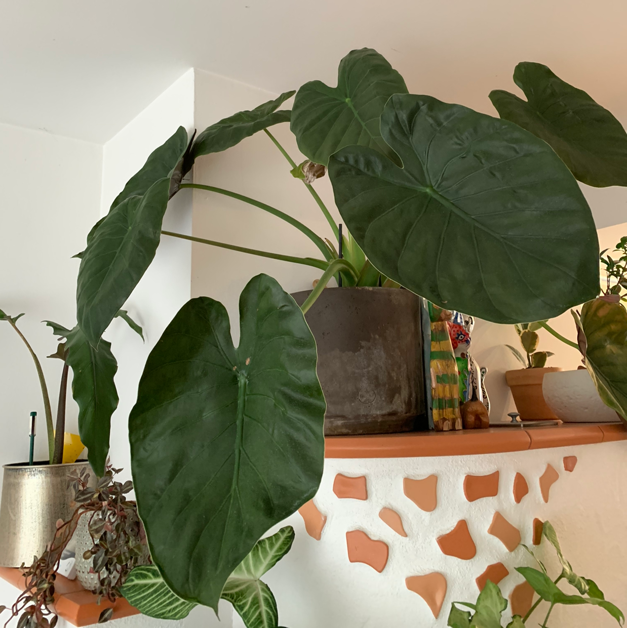 🐘 How to Know When to Repot a Hardy Elephant Ear?