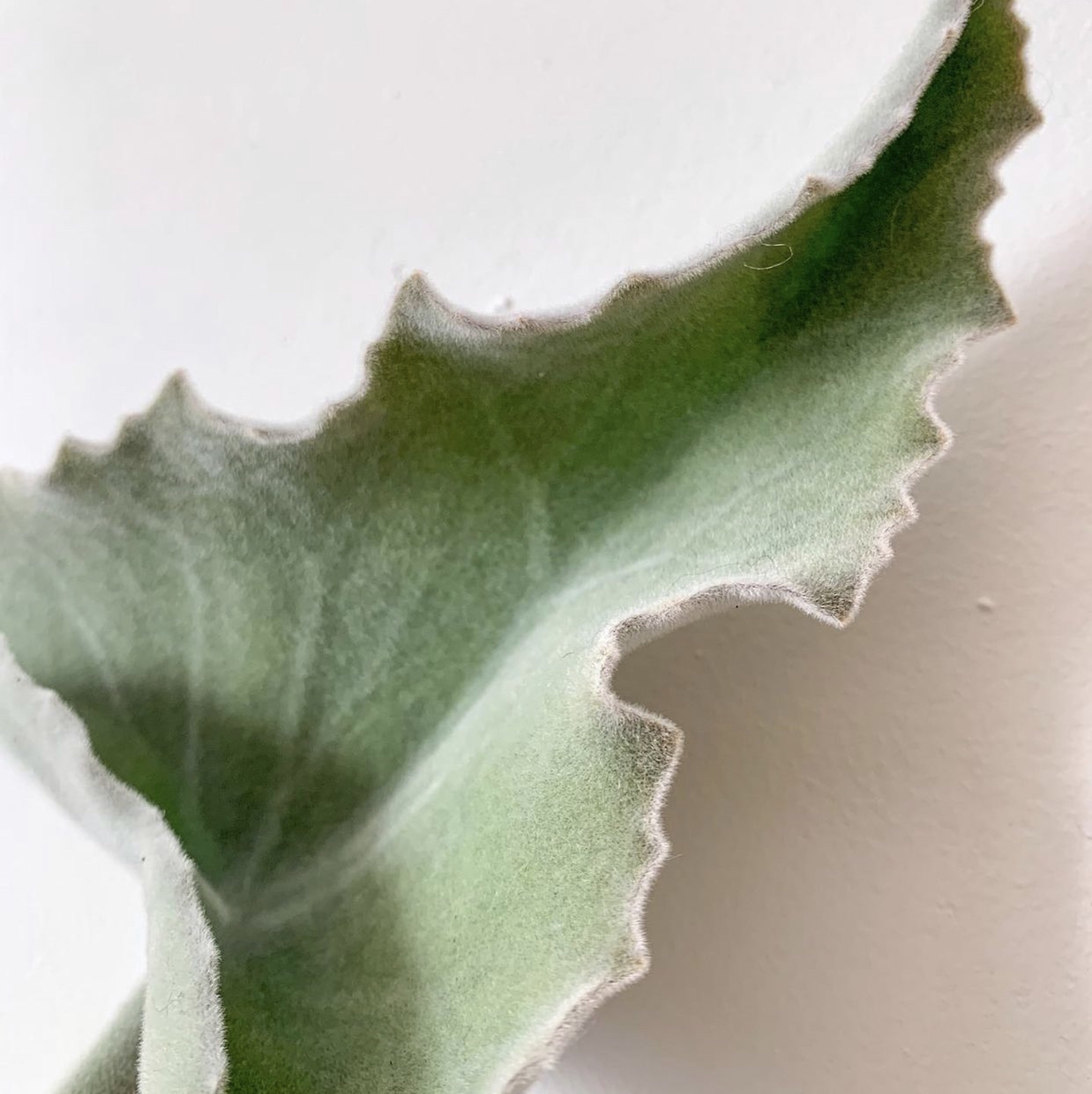 Close-up of a healthy Felt Bush leaf with visible texture and edges.