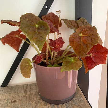 Photo of the plant species Autumn Begonia by Nuustls_growing named Autumn on Greg, the plant care app