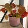 Calculate water needs of Autumn Begonia