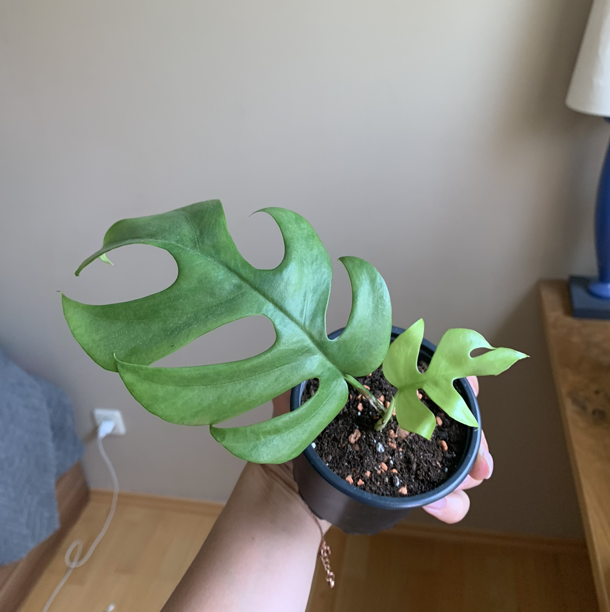 Photo of the plant species Rhaphidophora foraminifera by @nuustls_growing named Raphi on Greg, the plant care app