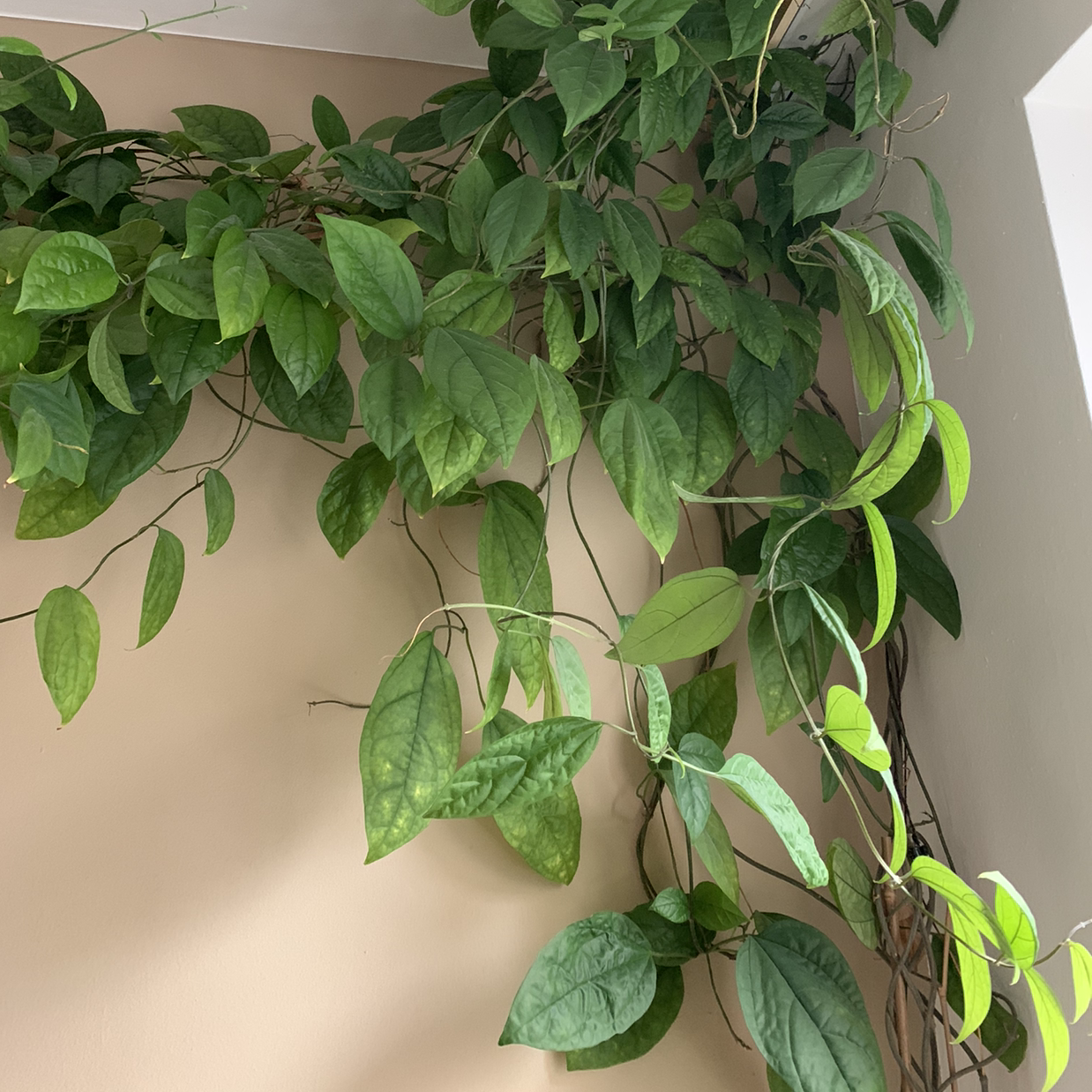Bleeding Heart Vine with green leaves climbing along a wall.