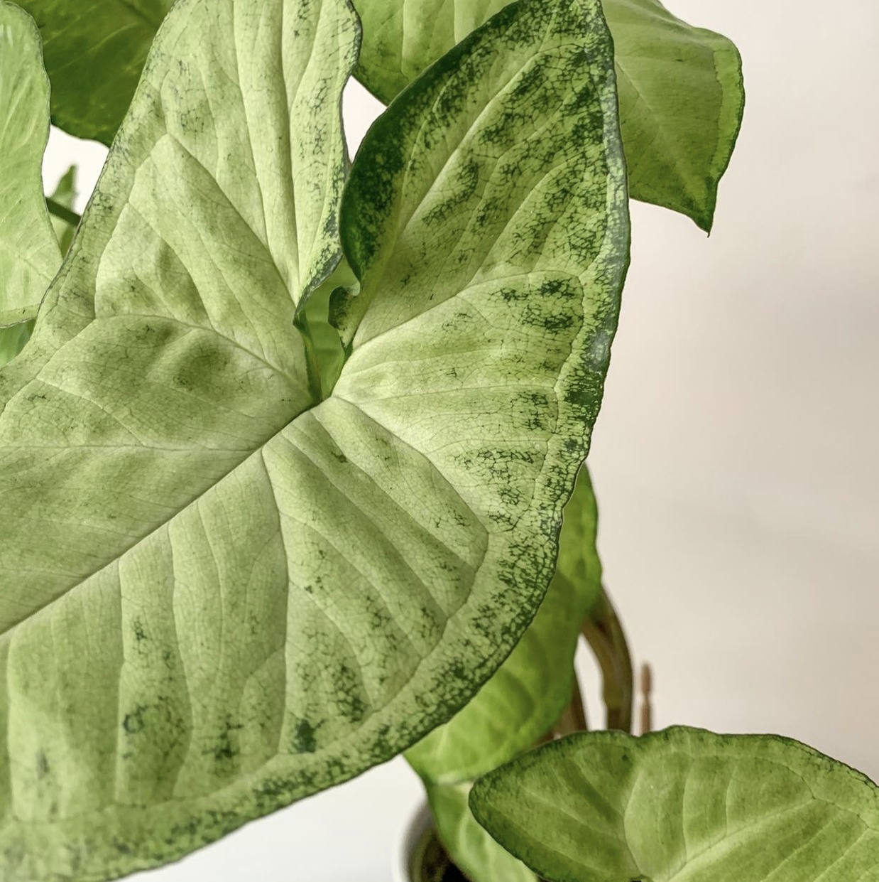 Syngonium 'White Butterfly' plant with variegated green and white leaves.
