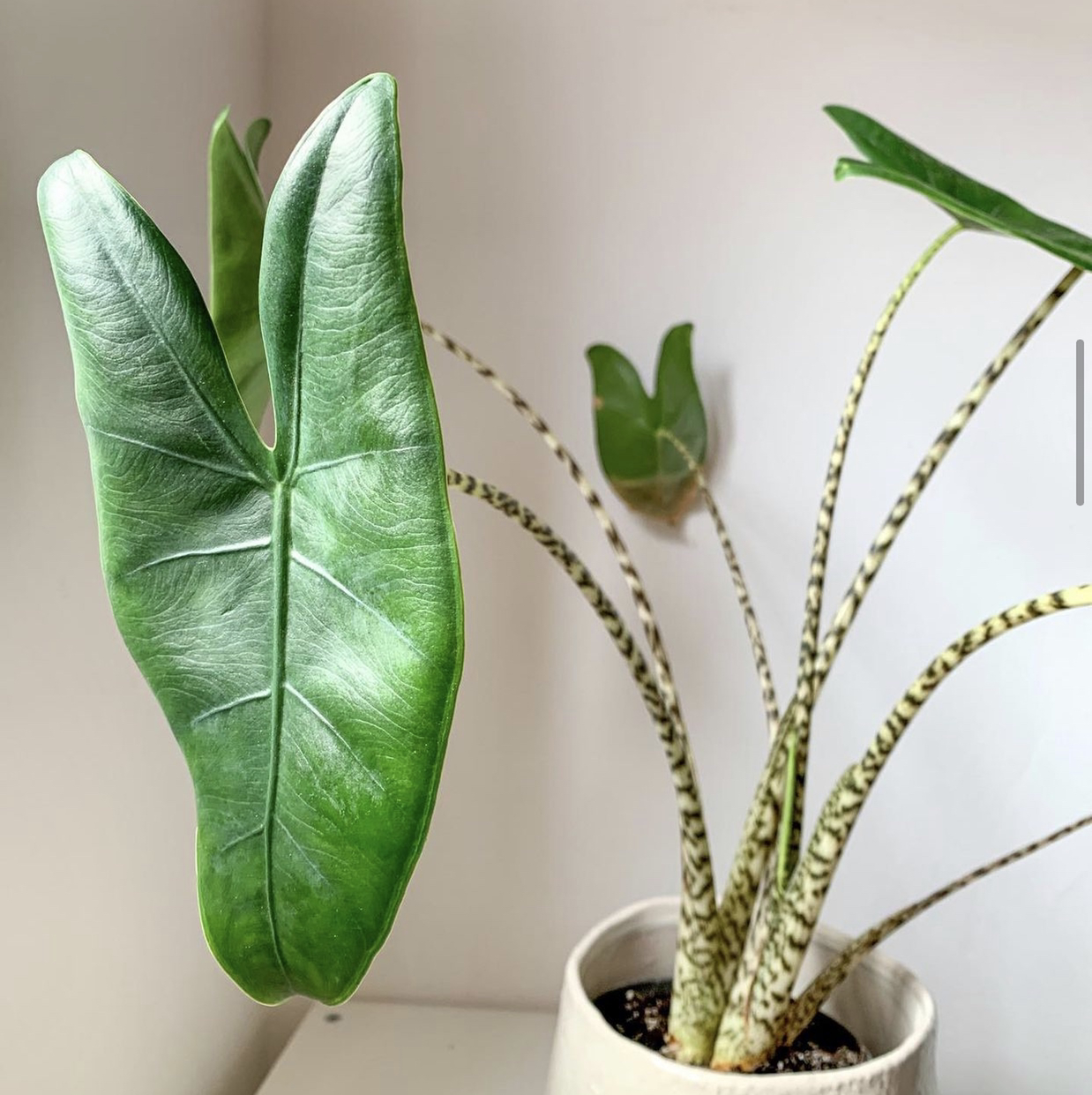 Photo of the plant species Zebra Elephant Ear by @nuustls_growing named Sabrina on Greg, the plant care app