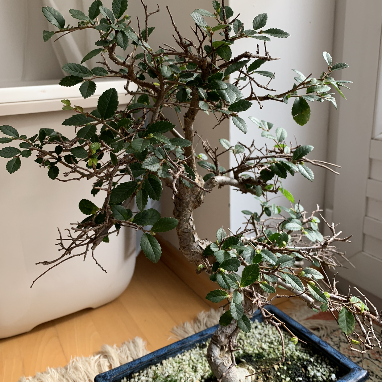 Healthy bonsai Chinese elm tree with twisted trunk and small green leaves in white ceramic pot on wooden surface.