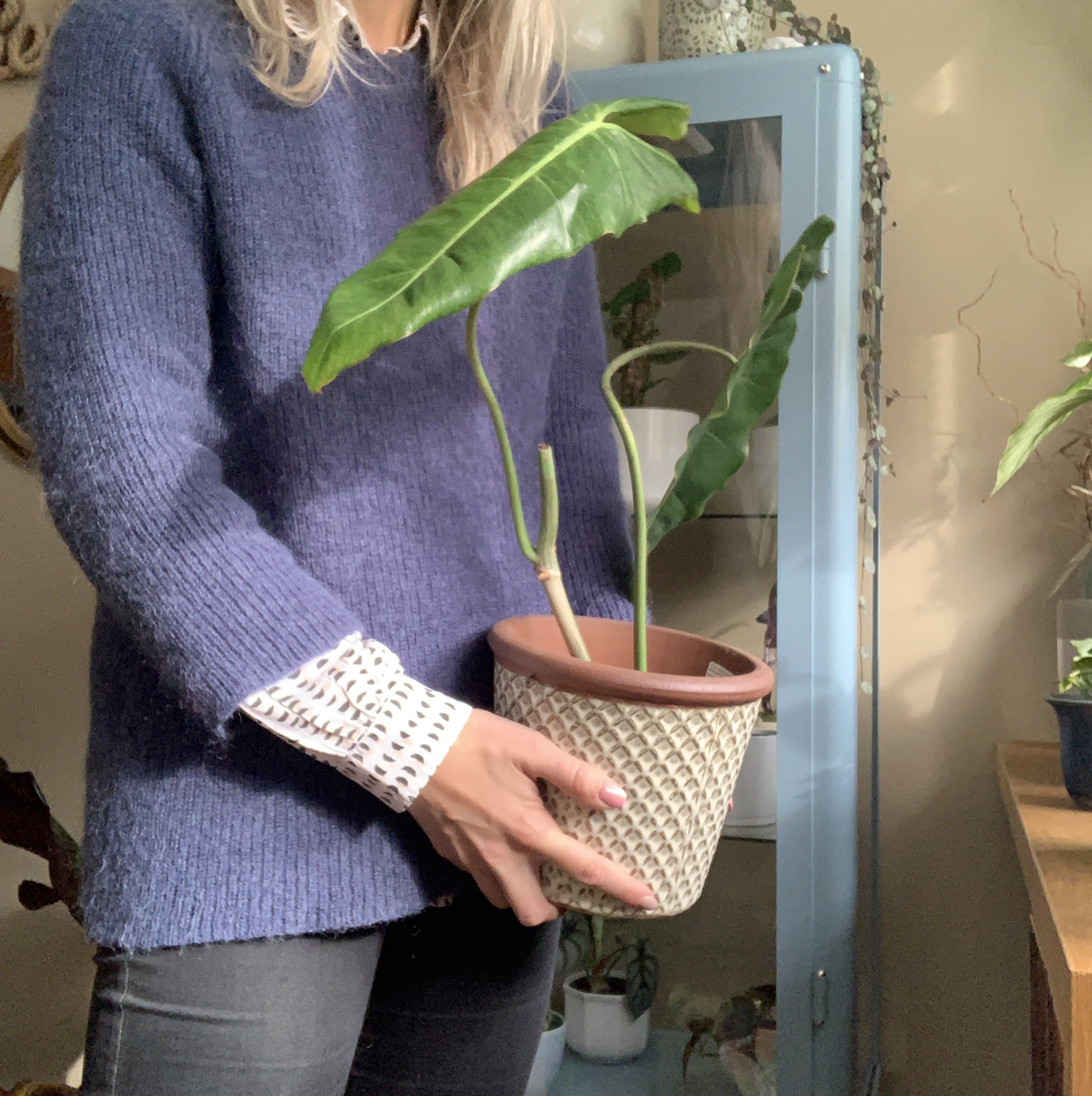 Person holding a Paraiso Verde Philodendron in a pot with large green leaves.