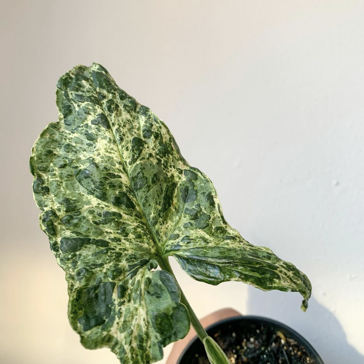 Photo of the plant species Syngonium podophyllum 'Mojito' by @nuustls_growing named Mojito on Greg, the plant care app