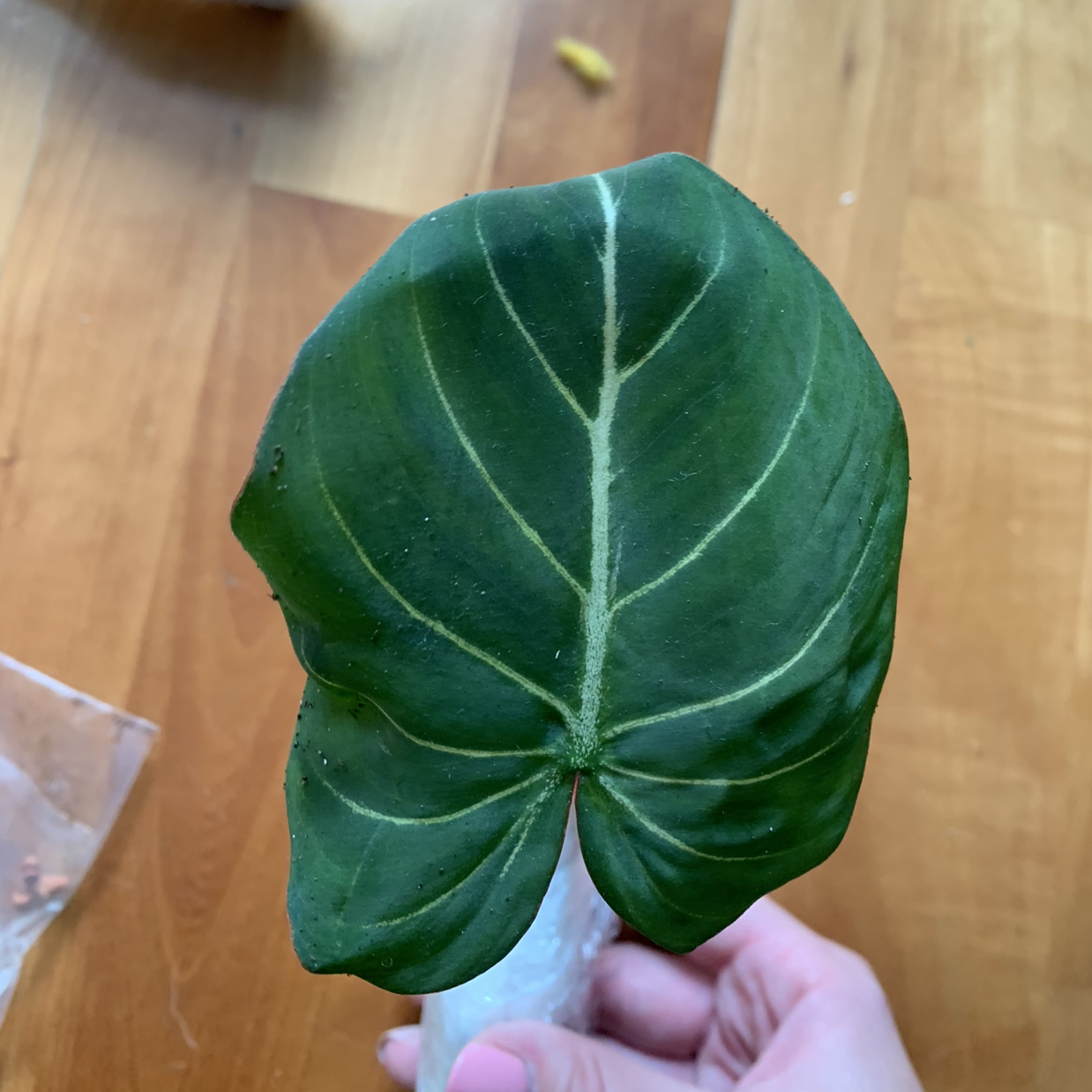 A healthy leaf of Philodendron gloriosum held by a hand.