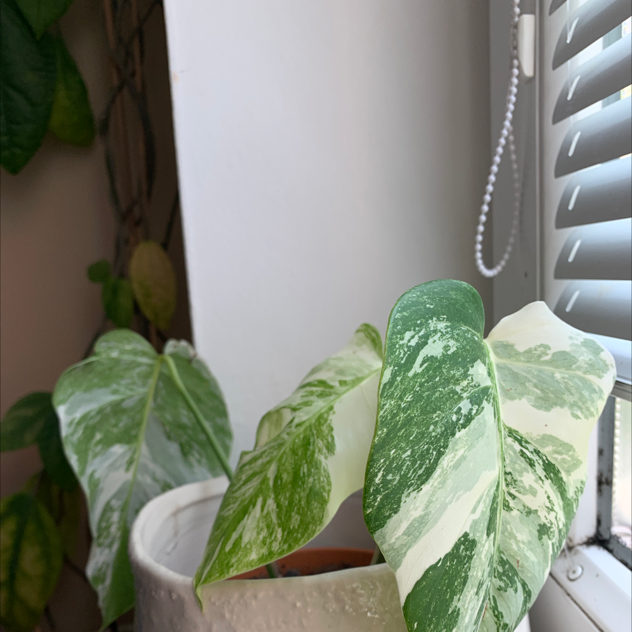 Monstera 'Albo' plant with variegated leaves near a window with blinds.