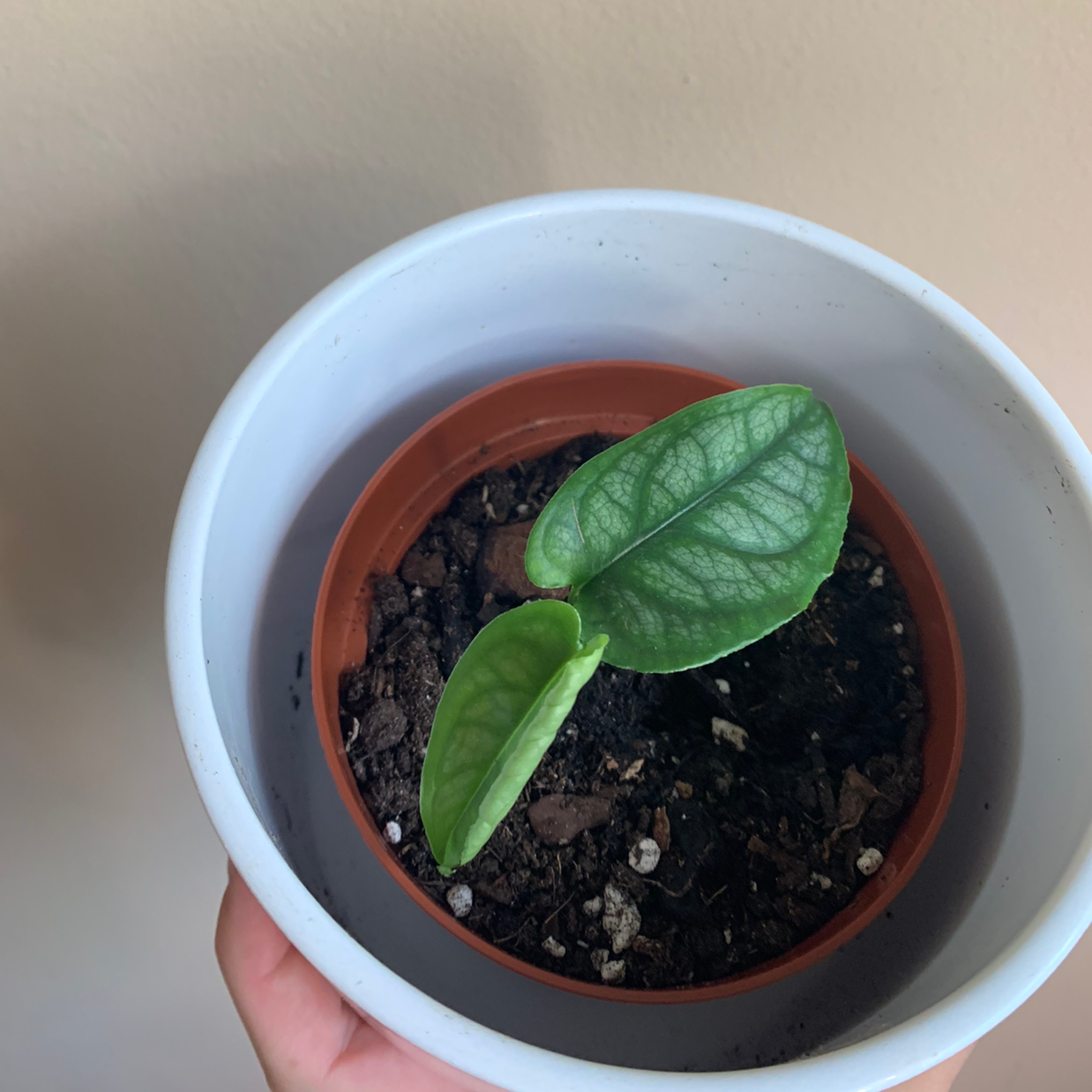 Young Silver Monstera plant in a pot with healthy green leaves and visible soil.